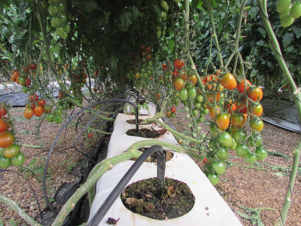 Tomato plants image