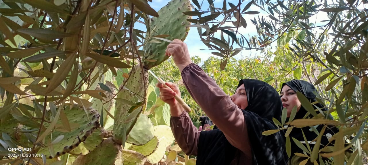 Woman cutting cactus leaves.