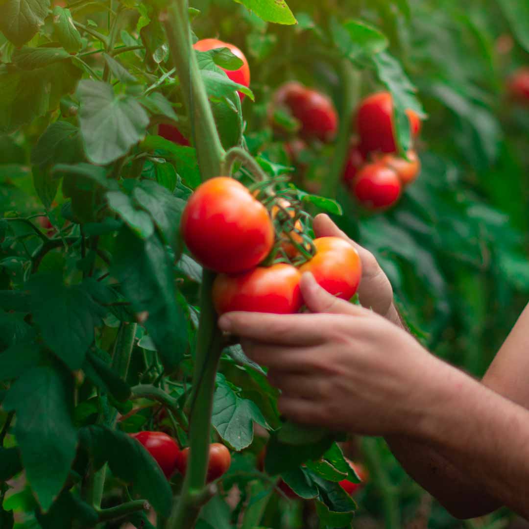 Tomatoes growing on a vine. Photo: iStock