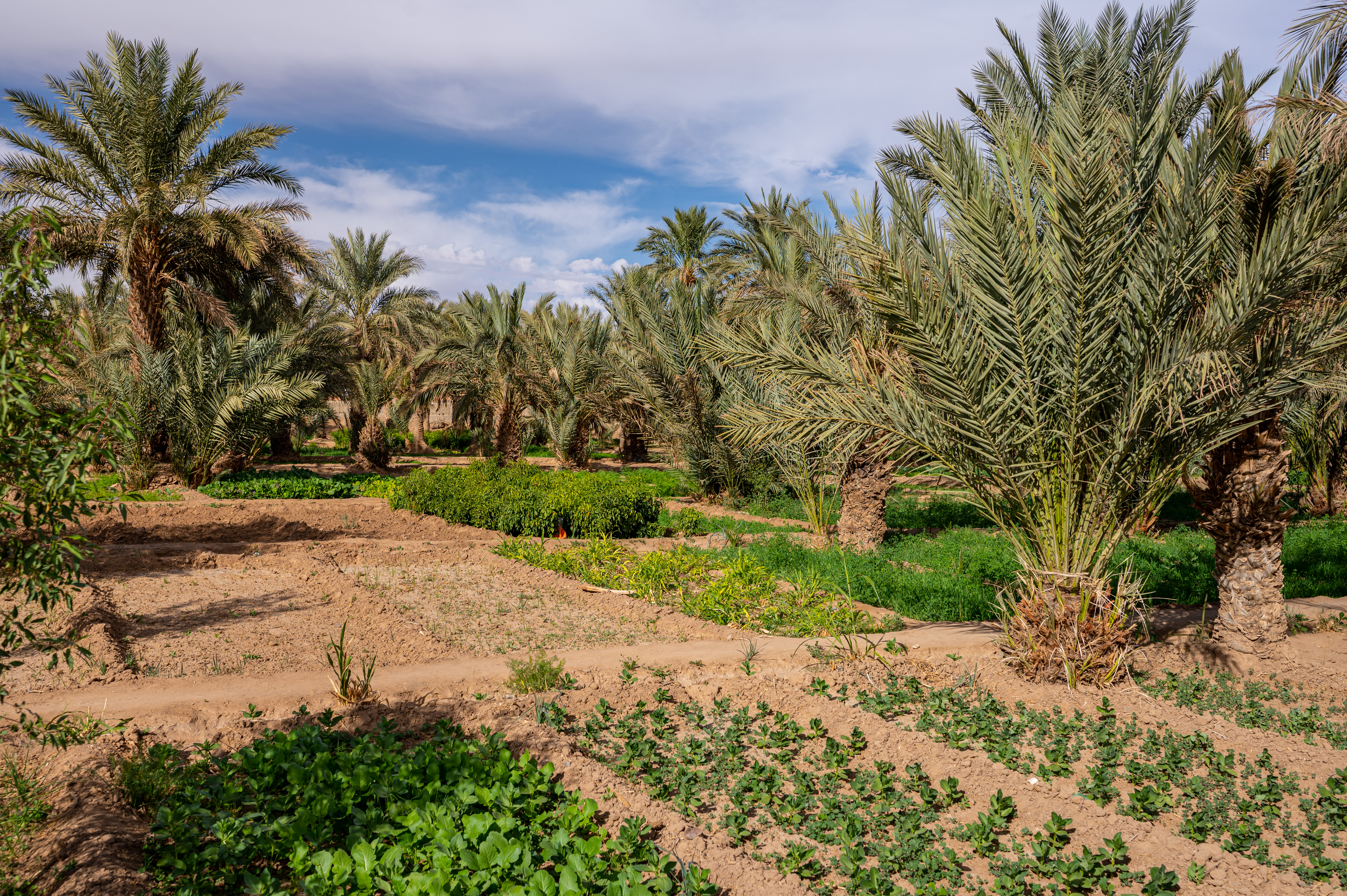 African oasis in a Sahara desert, Morocco.