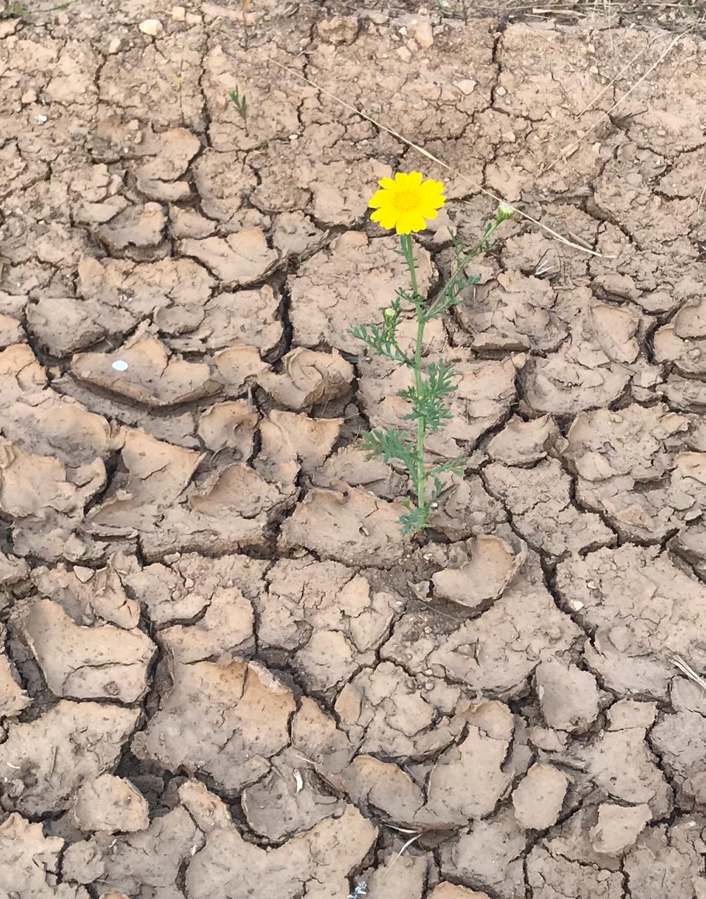 Desertification and Drought Day 