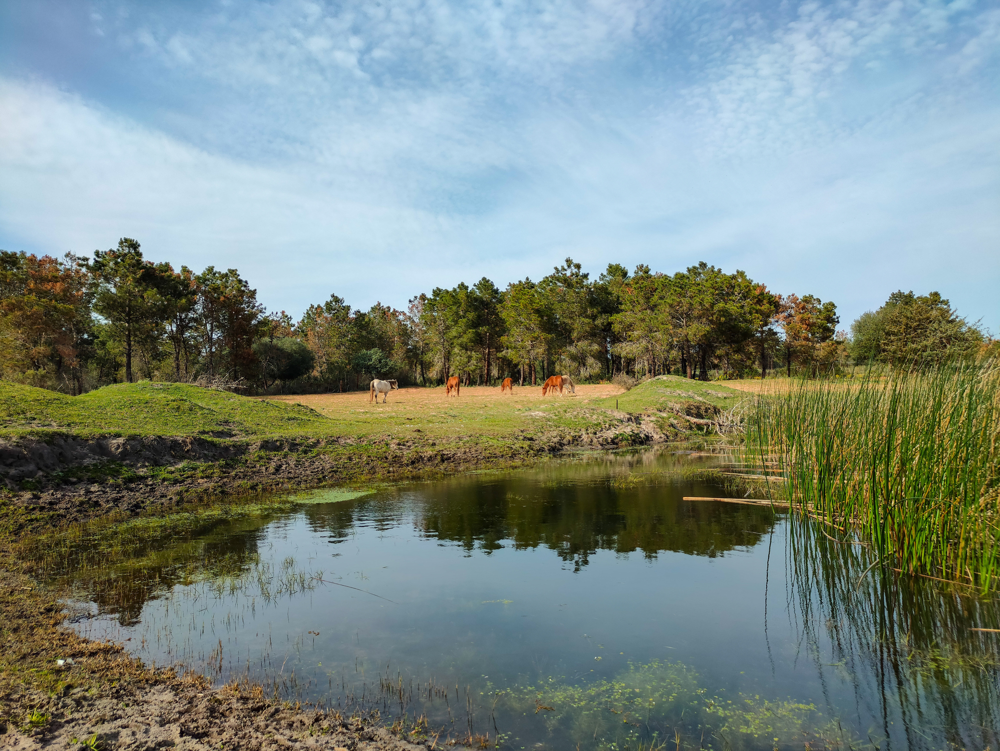 panoramic view on a lake surrounded by greenery and horses on the horizon in el Tarf