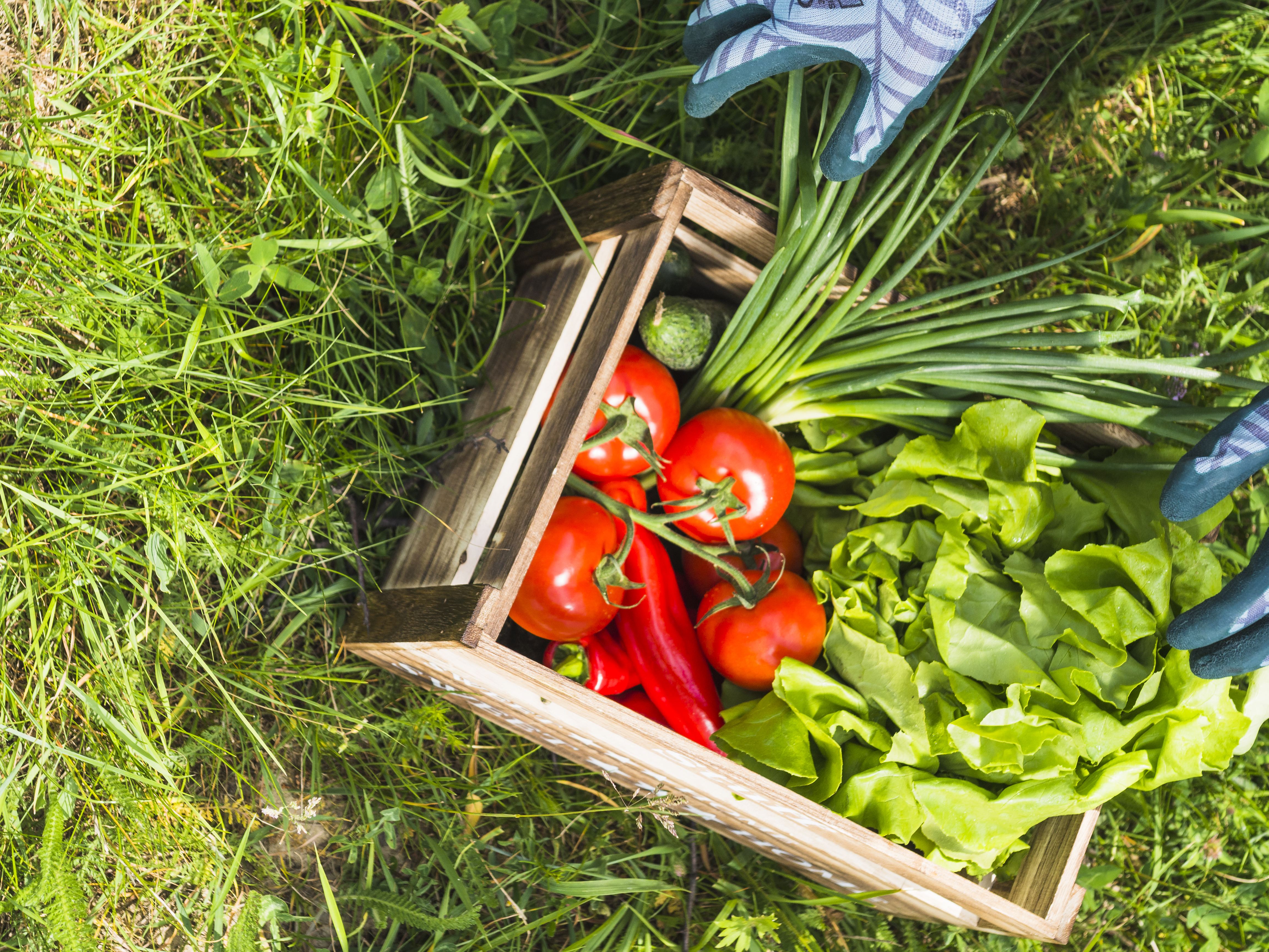 Wooden crate with fresh organic vegetables 