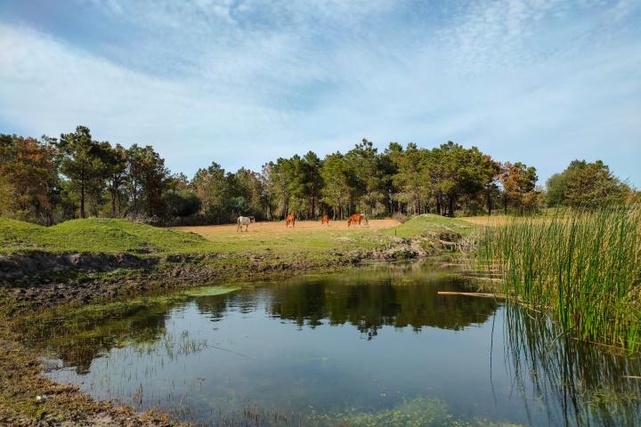 panoramic view on a lake surrounded by greenery and horses on the horizon in el Tarf