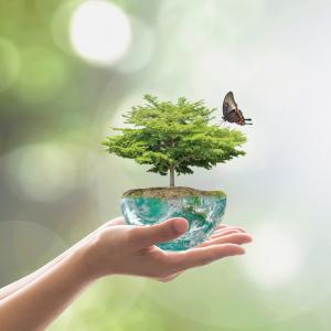 Hands holding tree in a pot with a butterfly