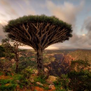 Dragon Blood Tree